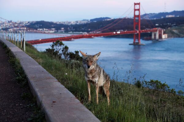 Sói đồng cỏ bên bờ sông ở San Francisco - Sputnik Việt Nam