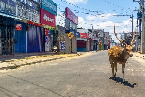 Hươu hoang dã ở thành phố cảng Trikomali, Sri Lanka - Sputnik Việt Nam