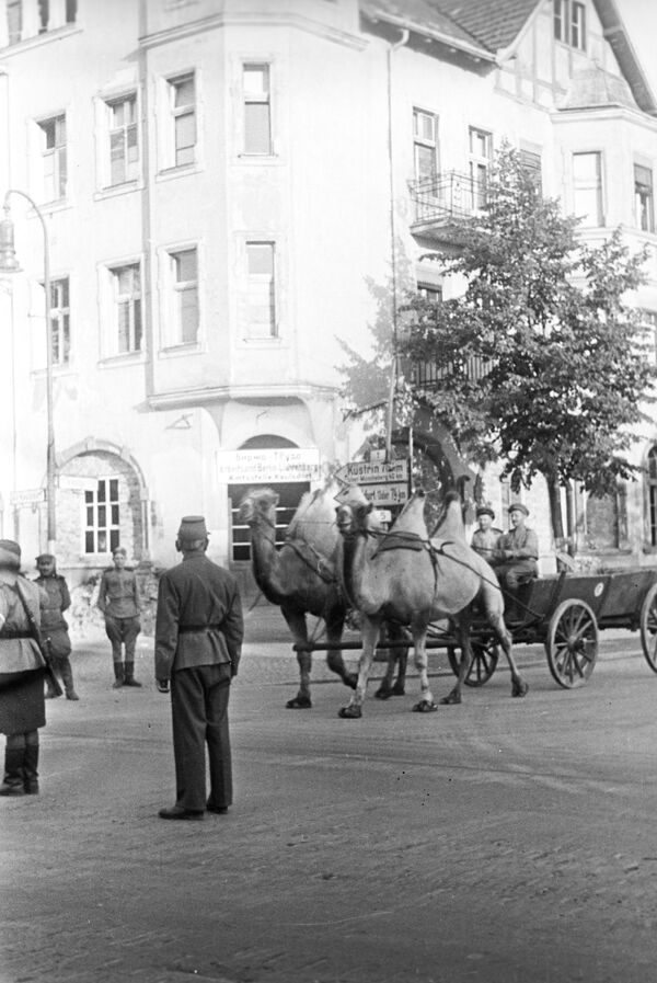 Chó, mèo và lạc đà: Chuyện về những “người lính bốn chân” trong Thế chiến II - Sputnik Việt Nam