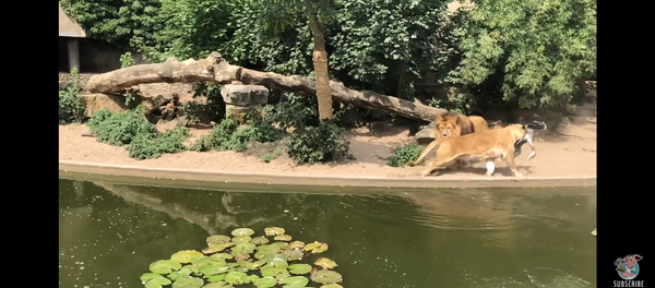 Sư tử chuẩn bị ổ phục kích tử thần cho con diệc trong Vườn thú Sư tử chuẩn bị ổ phục kích tử thần cho con diệc trong Vườn thú - Sputnik Việt Nam