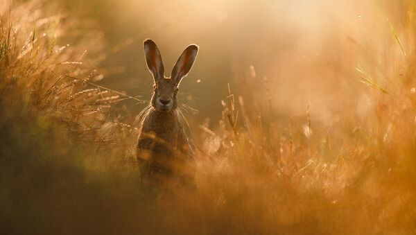 Bức ảnh Giấc mơ thỏ của Peter Lindel, người chiến thắng cuộc thi GDT Nature Photographer of the Year 2020  - Sputnik Việt Nam