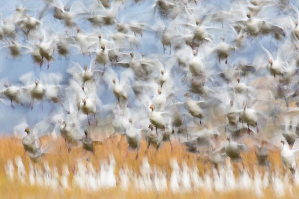 Ảnh Cất cánh của NAG Flurin Leugger, giành giải thưởng trong thể loại Chim, cuộc thi GDT Nature Photographer of the Year 2020 - Sputnik Việt Nam