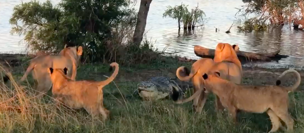 Cá sấu bị dồn vào chân tường buộc phải tấn công 5 con sư tử cái ở đập Nam Phi Cá sấu bị dồn vào chân tường buộc phải tấn công 5 con sư tử cái ở đập Nam Phi - Sputnik Việt Nam