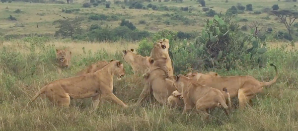 Những con sư tử cái hung dữ tấn công sư tử đực ở Kenya. - Sputnik Việt Nam