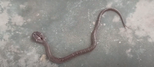 Phát hiện con rắn hai đầu Phát hiện con rắn hai đầu - Sputnik Việt Nam