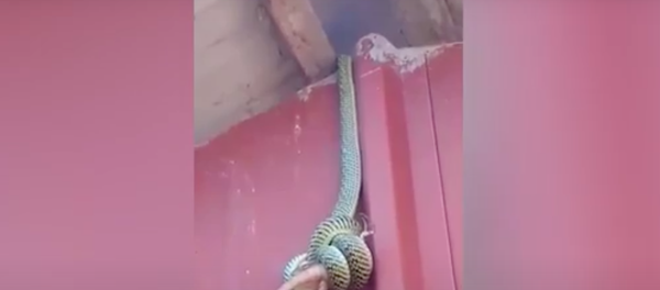 Rắn bắt tắc kè. - Sputnik Việt Nam