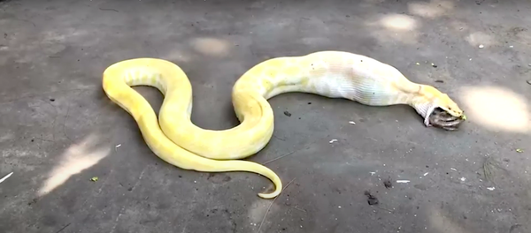 Con trăn dài hai mét cố nuốt một con gà ngay trước mắt người nông dân - Sputnik Việt Nam