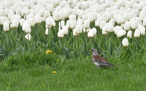 Chim sáo cạnh luống hoa tulip nở rộ ở Moskva - Sputnik Việt Nam