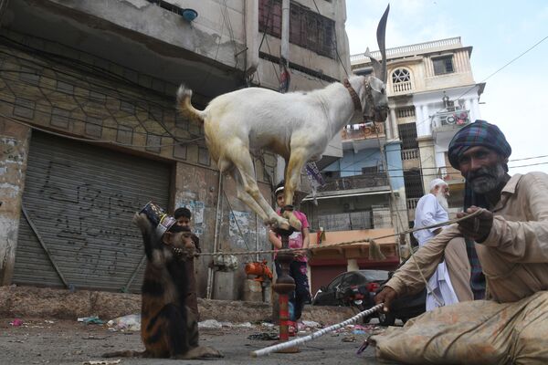 Huấn luyện viên với khỉ và dê trong buổi biểu diễn ở Karachi
 - Sputnik Việt Nam