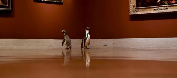 Bảo tàng nghệ thuật Nelson-Atkins. - Sputnik Việt Nam