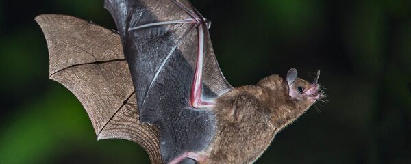  Dơi - Sputnik Việt Nam