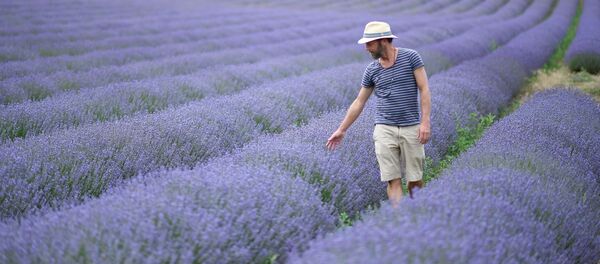 Một người đàn ông trên cánh đồng hoa oải hương ở Sault, Pháp. - Sputnik Việt Nam