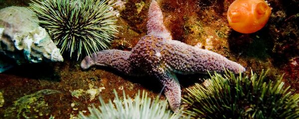 Nhím biển Nhím biển - Sputnik Việt Nam