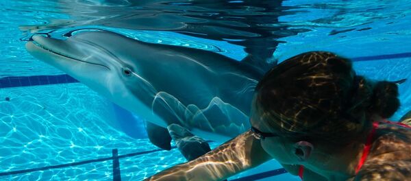 Cá heo. Trung Quốc - Sputnik Việt Nam