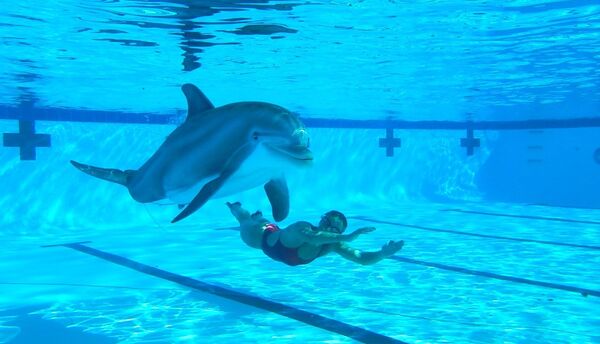 Cá heo robot trong thủy cung Trung Quốc: thêm một bước theo hướng bảo vệ môi trường? - Sputnik Việt Nam