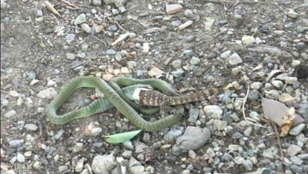 Rắn hổ mang gầy cố nuốt chửng thằn lằn khủng - Sputnik Việt Nam