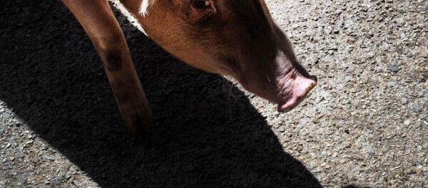 Con lợn Con lợn - Sputnik Việt Nam