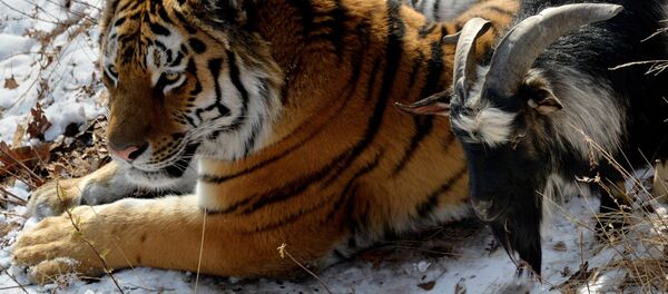 Hổ Amur và dê Timur - Sputnik Việt Nam