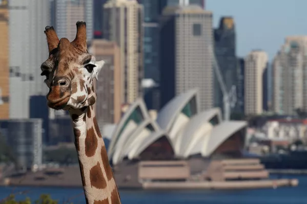 Hươu cao cổ từ Sở thú Sydney trên nền của Nhà hát Opera Sydney Hươu cao cổ từ Sở thú Sydney trên nền của Nhà hát Opera Sydney - Sputnik Việt Nam