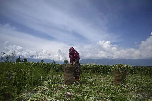 Nông dân trong vụ thu hoạch củ cải ở Srinagar Nông dân trong vụ thu hoạch củ cải ở Srinagar - Sputnik Việt Nam