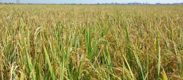 Năng suất lúa năm nay tại tỉnh Nam Định bình quân ước đạt 51,50 tạ/ha, tăng 1,32 tạ/ha so với vụ lúa năm trước. Năng suất lúa năm nay tại tỉnh Nam Định bình quân ước đạt 51,50 tạ/ha, tăng 1,32 tạ/ha so với vụ lúa năm trước. - Sputnik Việt Nam