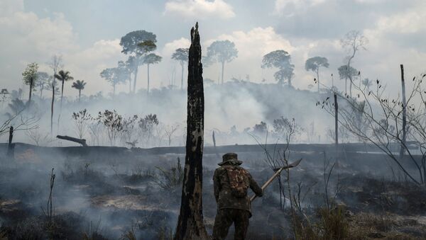 Сháy rừng Brazil  - Sputnik Việt Nam