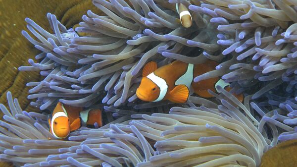 Cá ở Rạn san hô Great Barrier, Úc - Sputnik Việt Nam