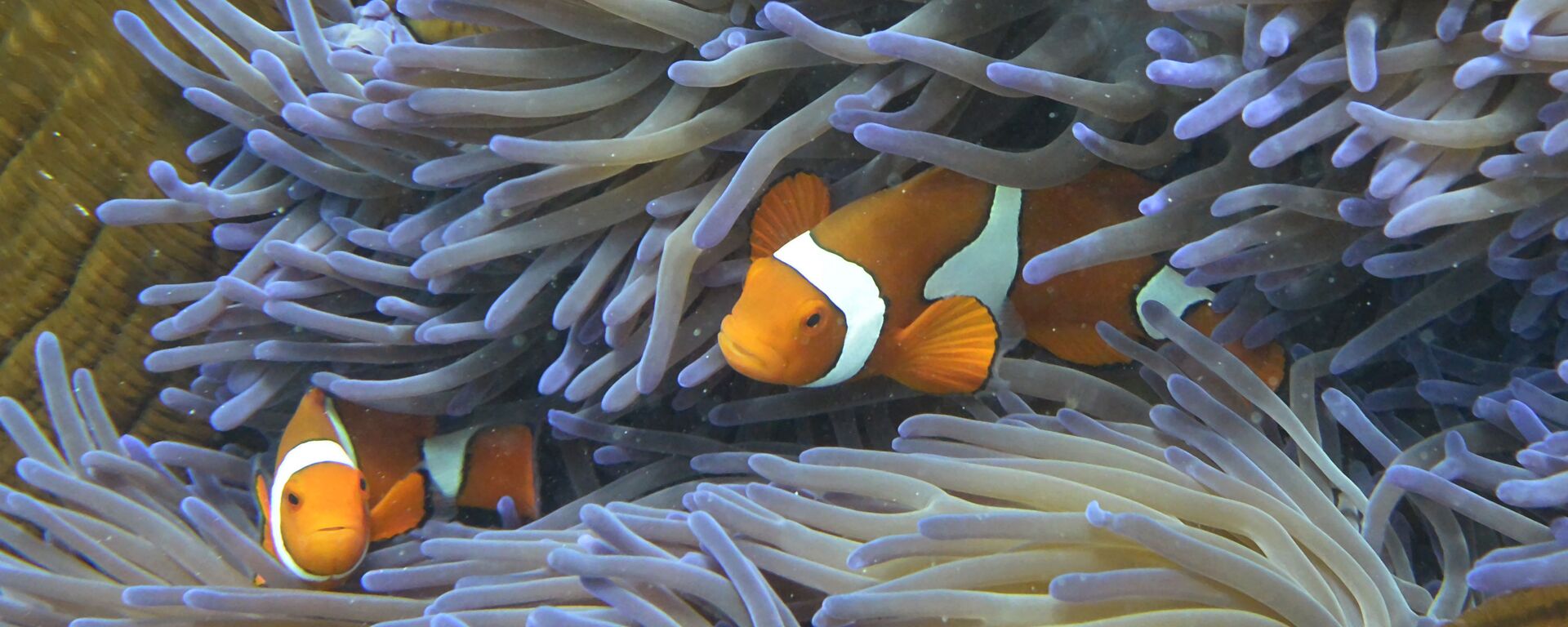 Cá ở Rạn san hô Great Barrier, Úc - Sputnik Việt Nam, 1920, 29.10.2020