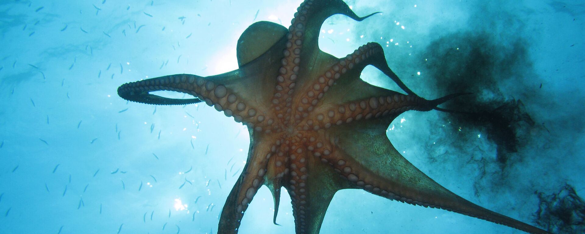 Con bạch tuộc đang phun mực - Sputnik Việt Nam, 1920, 21.01.2025