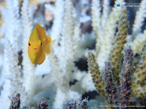 Cá và san hô ở Rạn san hô Great Barrier, Úc - Sputnik Việt Nam