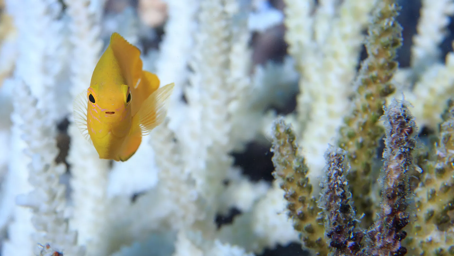 Cá và san hô ở Rạn san hô Great Barrier, Úc