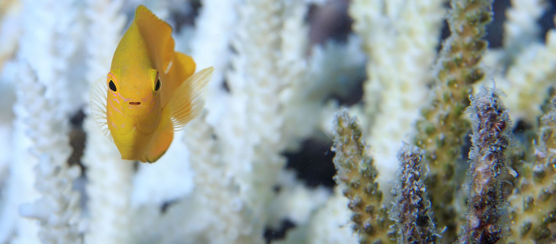 Cá và san hô ở Rạn san hô Great Barrier, Úc - Sputnik Việt Nam, 1920, 19.01.2021