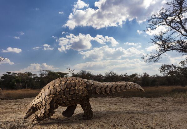 Ảnh «Những con tê tê trong khủng hoảng» của nhiếp ảnh gia Nam Phi Brent Stirton, đoạt giải ở loại hình «Thiên nhiên hoang dã» trong khuôn khổ cuộc thi Sony World Photography Awards 2020 (Chuyên nghiệp) - Sputnik Việt Nam