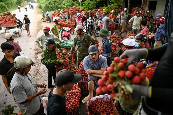 Nông dân Việt Nam đang bán vải thiều thu hoạch được ở ngoài chợ - Sputnik Việt Nam