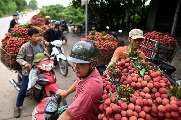 Nông dân Việt Nam đang bán vải thiều thu hoạch được ở ngoài chợ - Sputnik Việt Nam