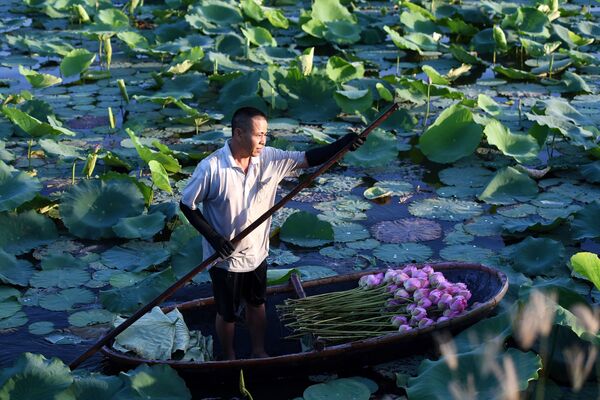 Trên con thuyền với sen ở vùng Hồ Tây, Hà Nội - Sputnik Việt Nam