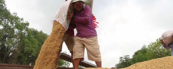 Lúa hè thu sớm đạt năng suất, chất lượng và giá cao, nông dân phấn khởi. - Sputnik Việt Nam