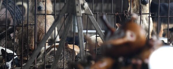 Chó trong chuồng, Hà Nội - Sputnik Việt Nam