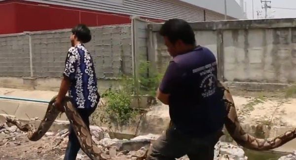 Tìm thấy một con trăn khổng lồ dài 6 mét ở khu đất hoang của Thái Lan Tìm thấy một con trăn khổng lồ dài 6 mét ở khu đất hoang của Thái Lan - Sputnik Việt Nam