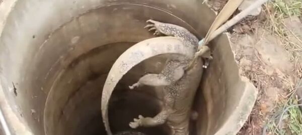 Con kỳ đà khổng lồ bị kéo đuôi để lôi khỏi giếng - Sputnik Việt Nam