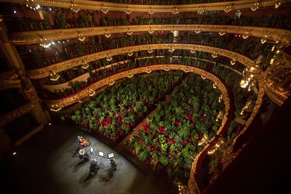 Các nhạc sĩ tập dượt tại Gran Teatre del Liceu ở Barcelona, trên các ghế trong khán phòng là các chậu cây cảnh - Sputnik Việt Nam