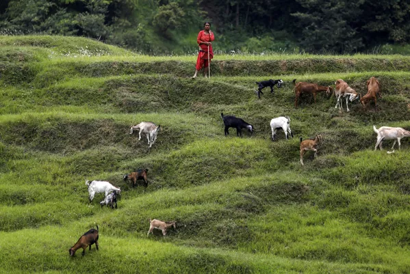Người phụ nữ chăn dê trên cánh đồng Bhaktapur, Nepal Người phụ nữ chăn dê trên cánh đồng Bhaktapur, Nepal - Sputnik Việt Nam