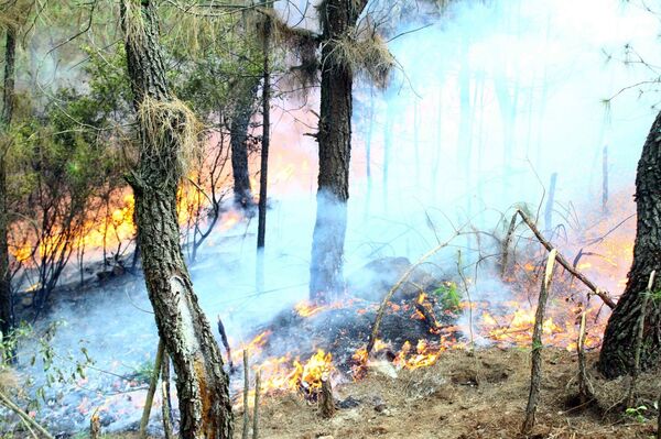 Vụ cháy rừng lớn tại Nghệ An đã được khống chế - Sputnik Việt Nam