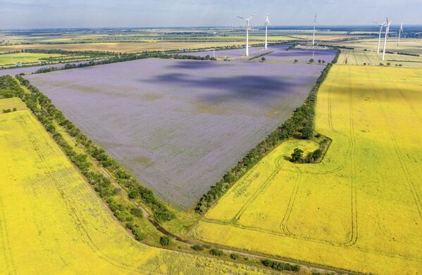 Cánh đồng hoa Phacelia màu tím ở Đức - Sputnik Việt Nam