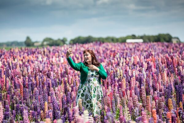 Người phụ nữ trên cánh đồng hoa Lupinus ở đảo Lolland, Đan Mạch - Sputnik Việt Nam