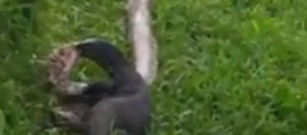 Kỳ đà gây sốc cho người dân Singapore khi tóm cổ và xé xác con trăn ngay trước mặt họ - Sputnik Việt Nam