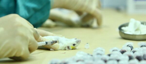 Lấy mẫu huyết thanh của chuột đã tiêm dự tuyển vắc xin COVID-19, để đánh giá khả năng sinh miễn dịch vào ngày 15/5 và 29/5. Lấy mẫu huyết thanh của chuột đã tiêm dự tuyển vắc xin COVID-19, để đánh giá khả năng sinh miễn dịch vào ngày 15/5 và 29/5. - Sputnik Việt Nam