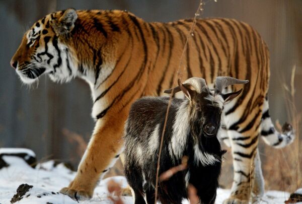 Hổ Amur và dê Timur trong vườn thú Park Safari, Primorsky - Sputnik Việt Nam