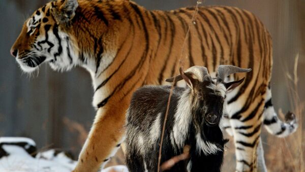 Hổ Amur và dê Timur trong vườn thú Park Safari, Primorsky - Sputnik Việt Nam