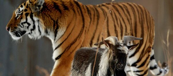 Hổ Amur và dê Timur trong vườn thú Park Safari, Primorsky - Sputnik Việt Nam